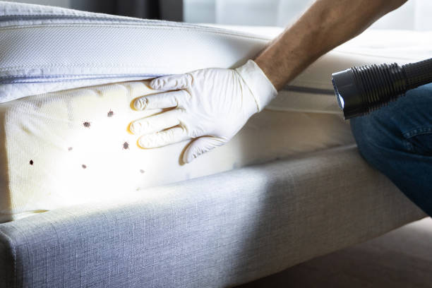 Best Local Pest Control Services  in Bloomville, OH
